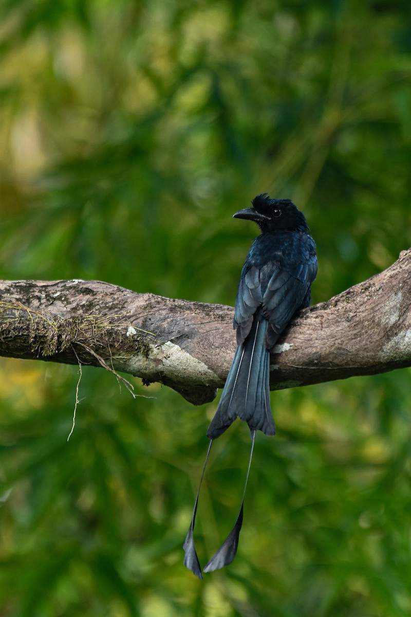 Greater Racket-tailed Drongo - ML643936078