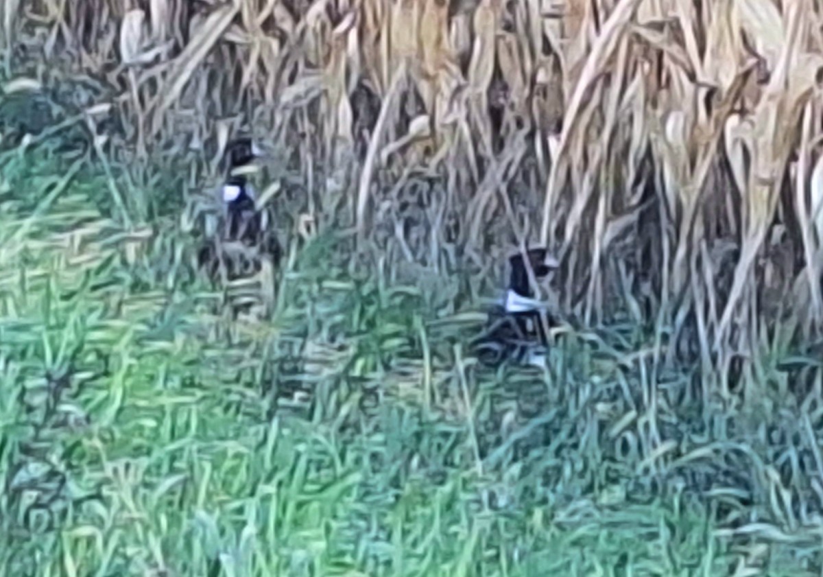Ring-necked Pheasant - ML643936079