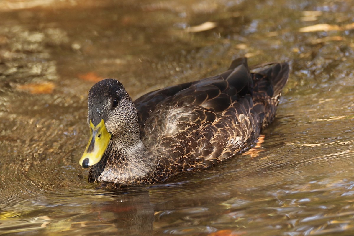 American Black Duck - ML643936081