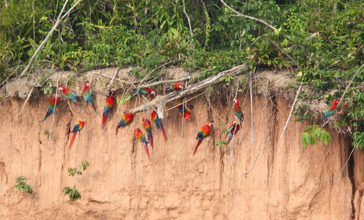 Red-and-green Macaw - ML643936082
