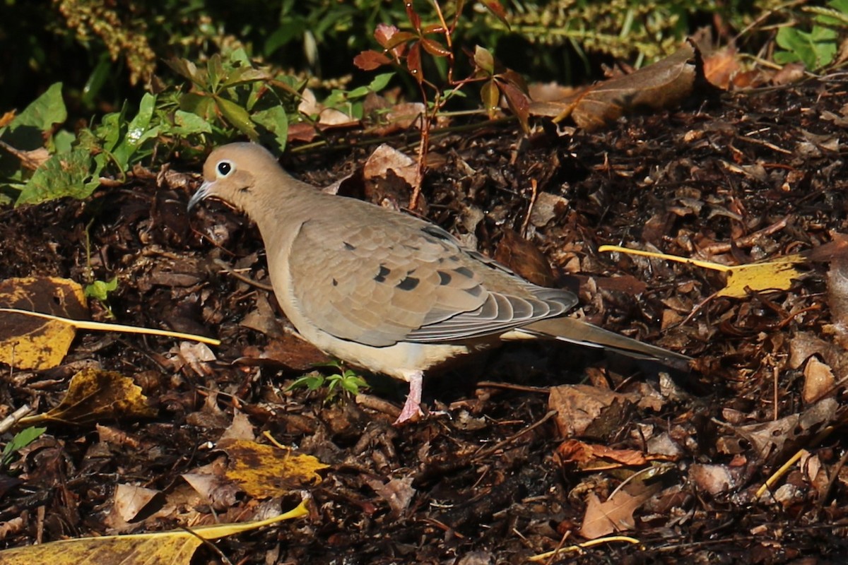 Mourning Dove - ML643936083