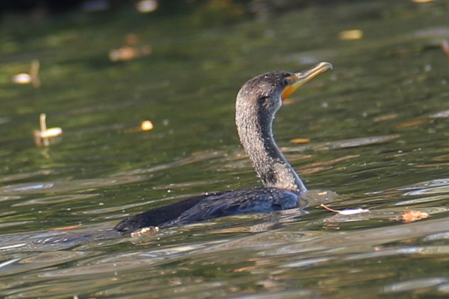 Double-crested Cormorant - ML643936087