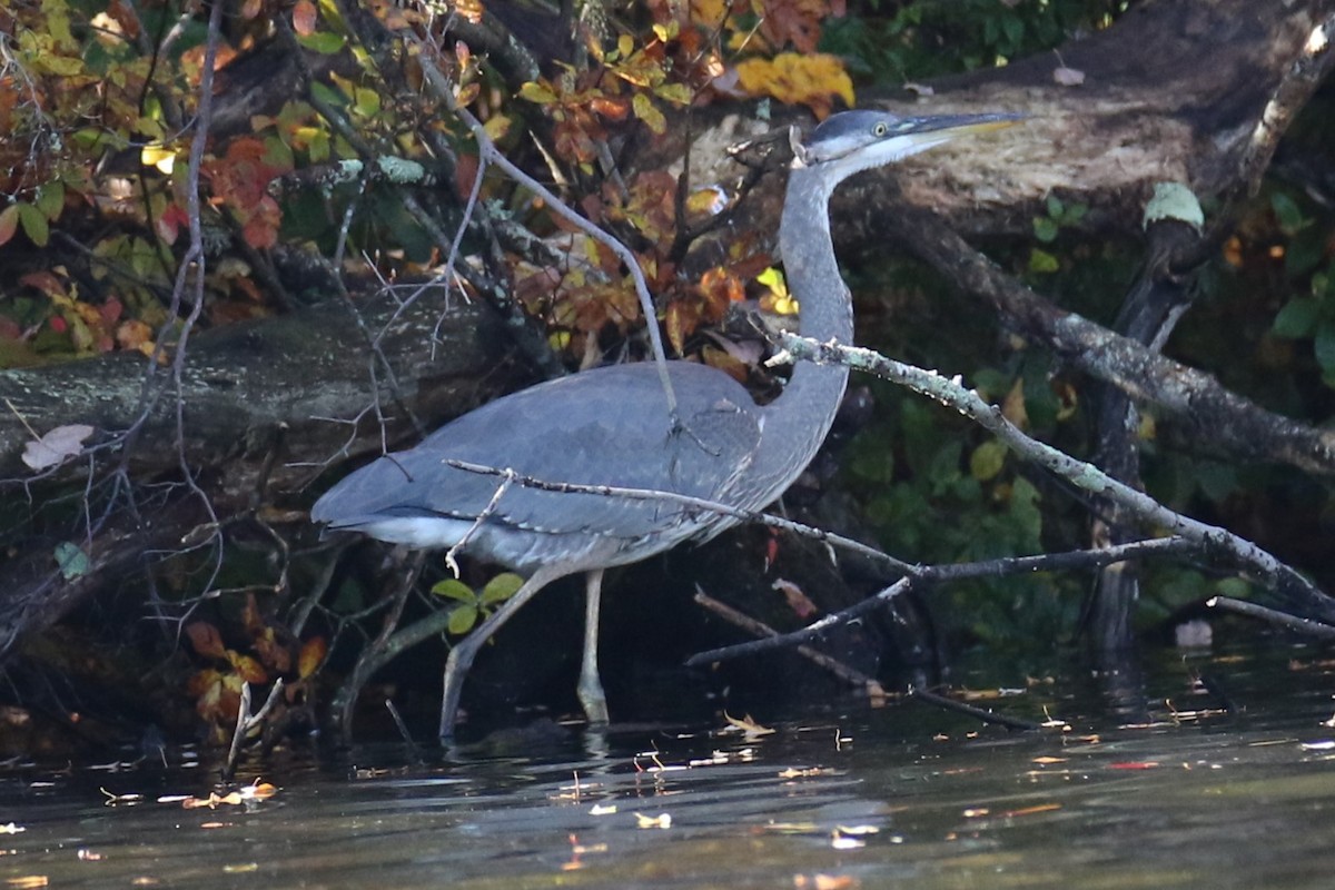 Great Blue Heron - ML643936089