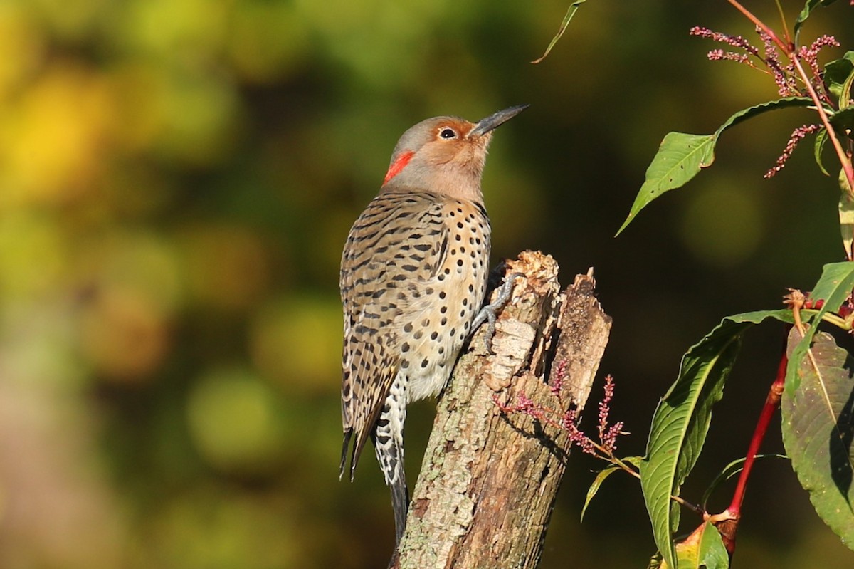 Northern Flicker - ML643936095
