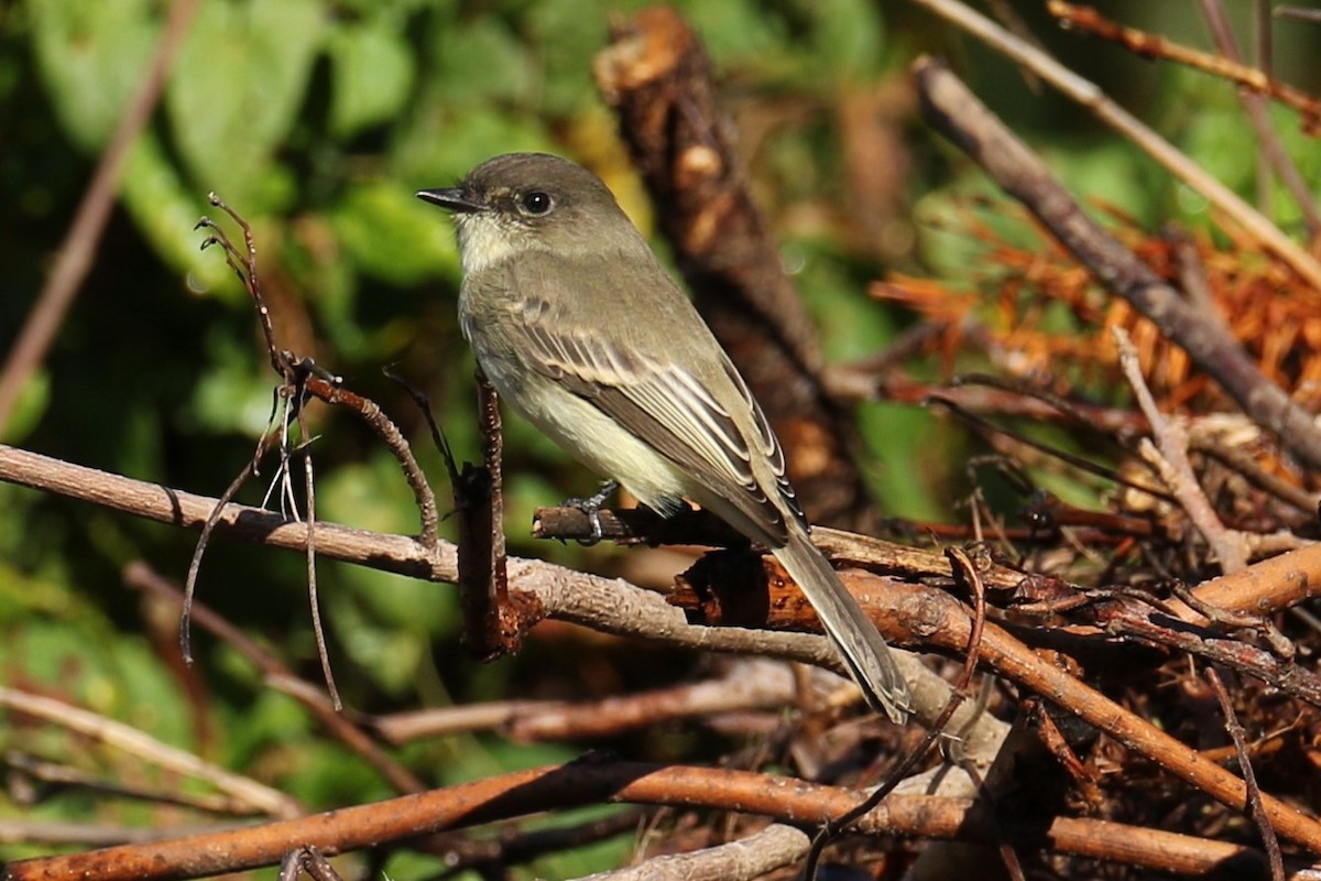 Eastern Phoebe - ML643936099