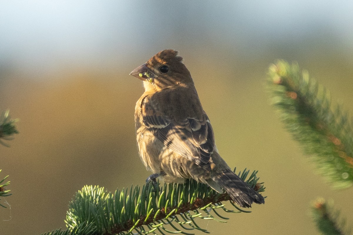 Blue Grosbeak - ML643936103