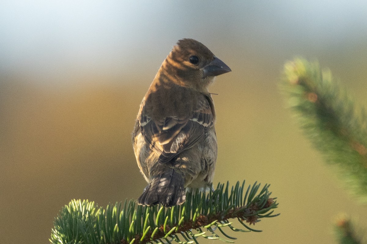 Blue Grosbeak - ML643936104