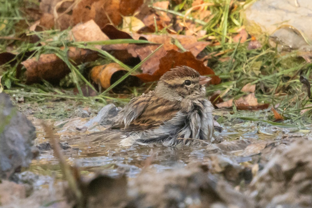 Chipping Sparrow - ML643936112