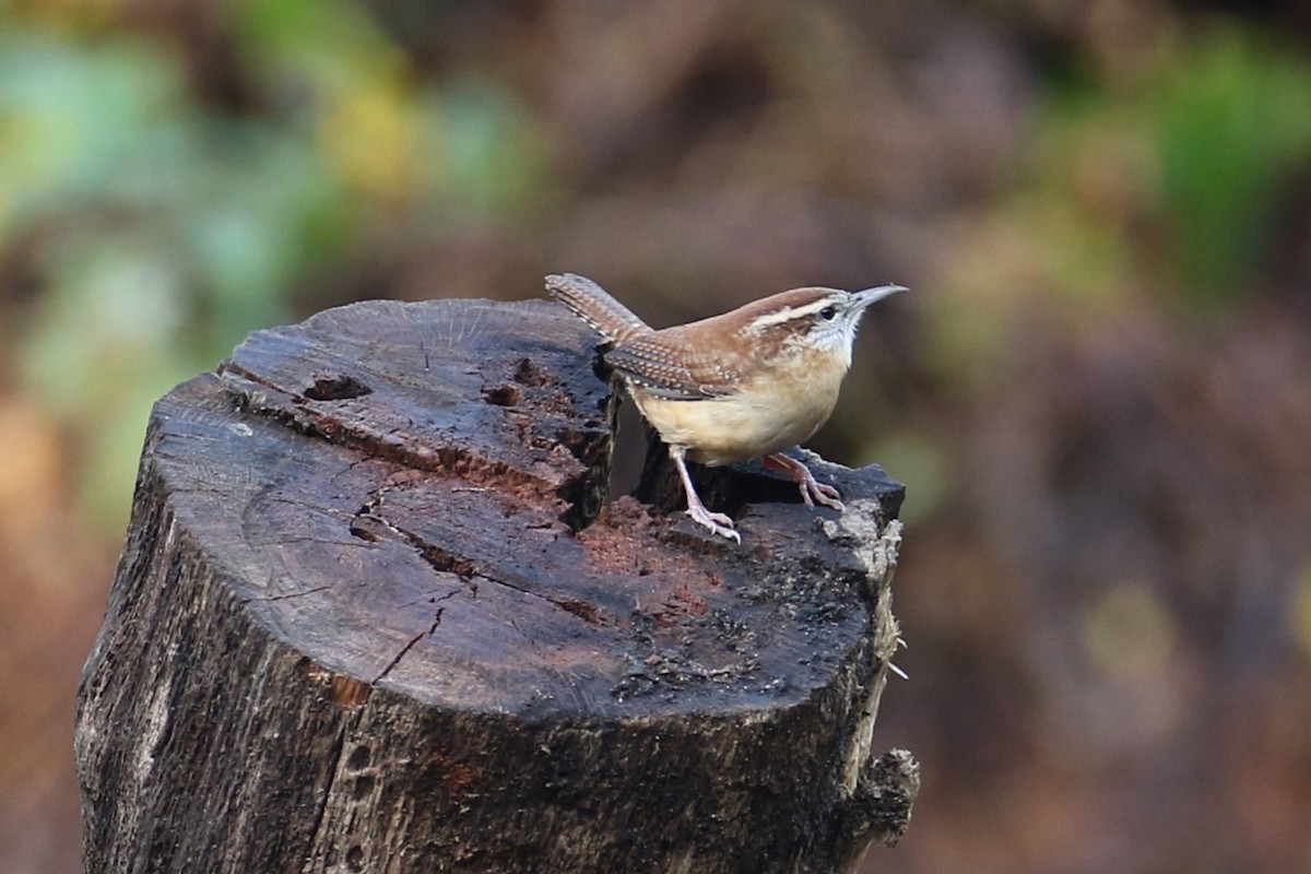 Carolina Wren - ML643936132