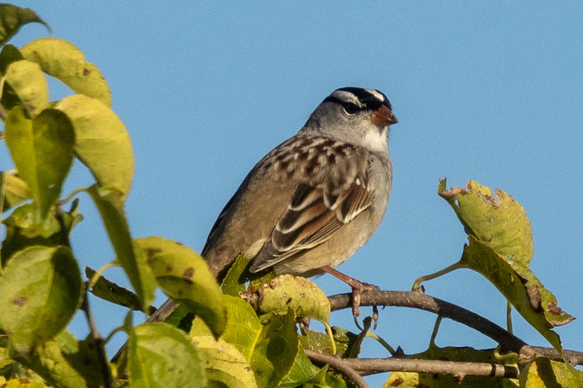 White-crowned Sparrow (Dark-lored) - ML643936134