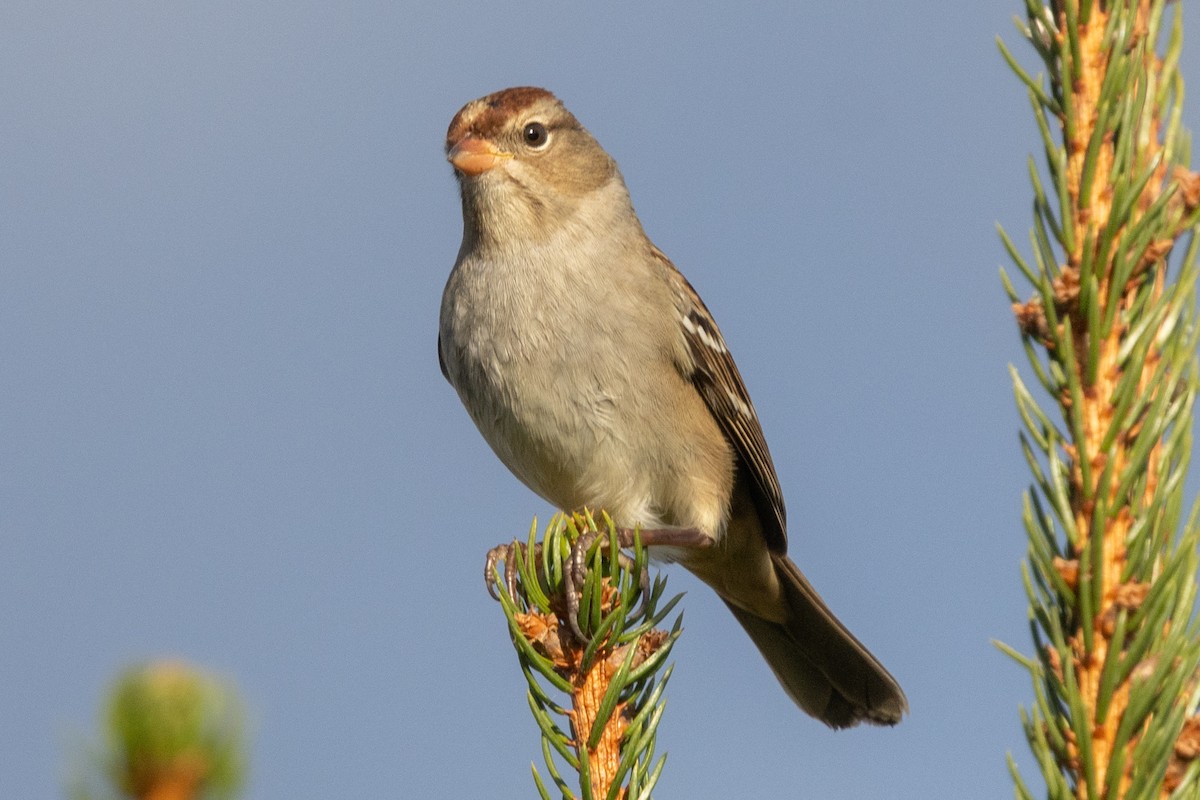 White-crowned Sparrow (Dark-lored) - ML643936135