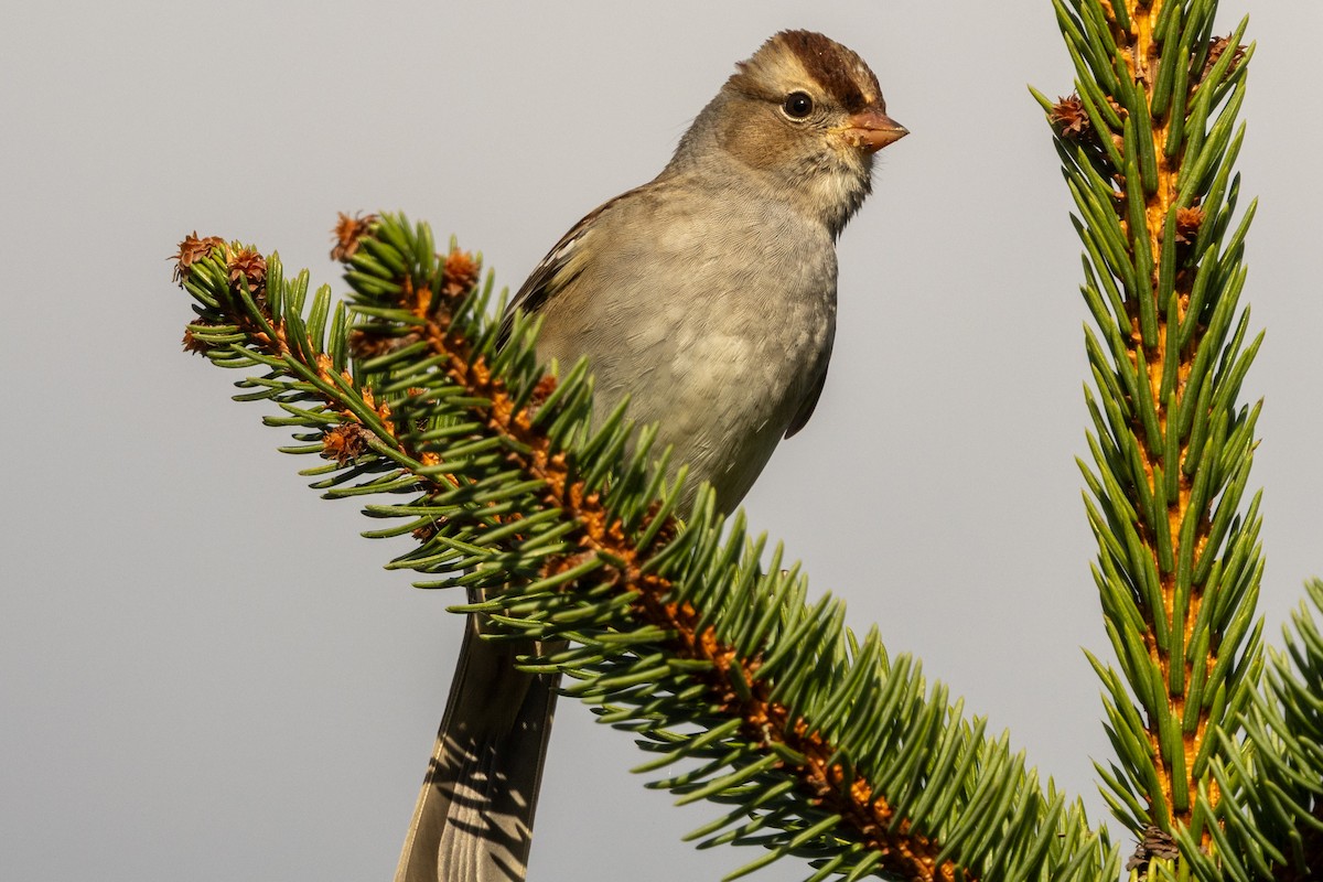 White-crowned Sparrow (Dark-lored) - ML643936136