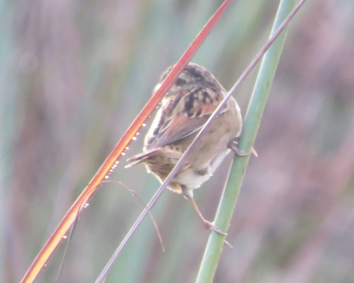 Swamp Sparrow - ML643936140
