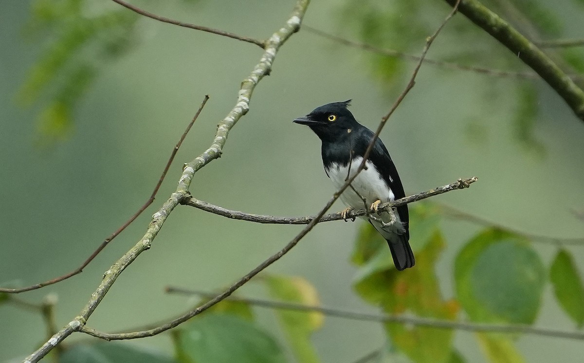 Black-and-white Shrike-flycatcher - ML643936151