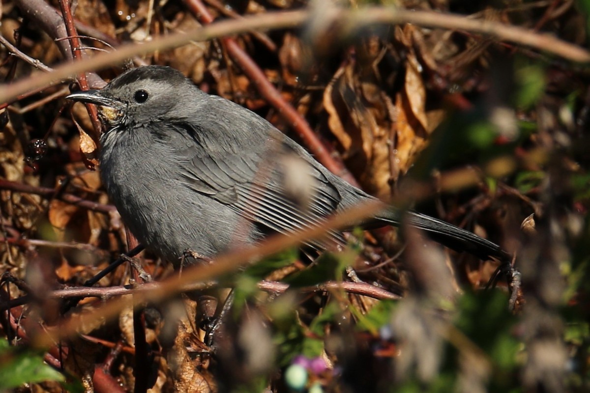 Gray Catbird - ML643936152