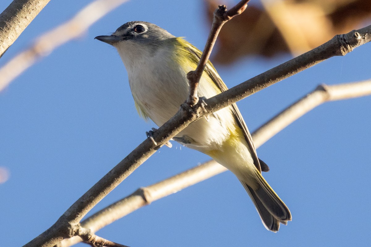 Blue-headed Vireo - ML643936154