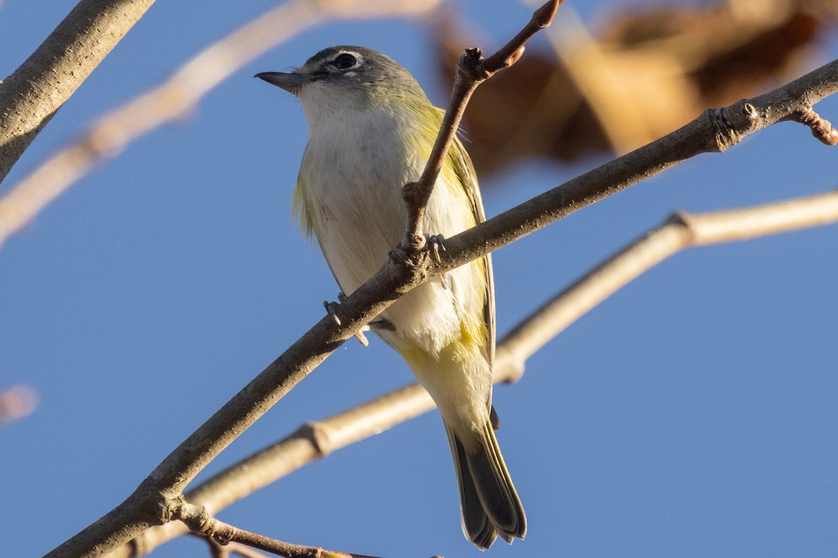 Blue-headed Vireo - ML643936155