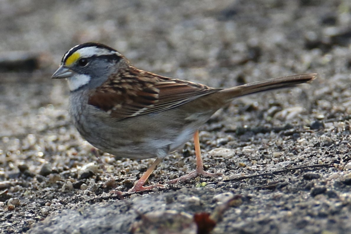 White-throated Sparrow - ML643936158