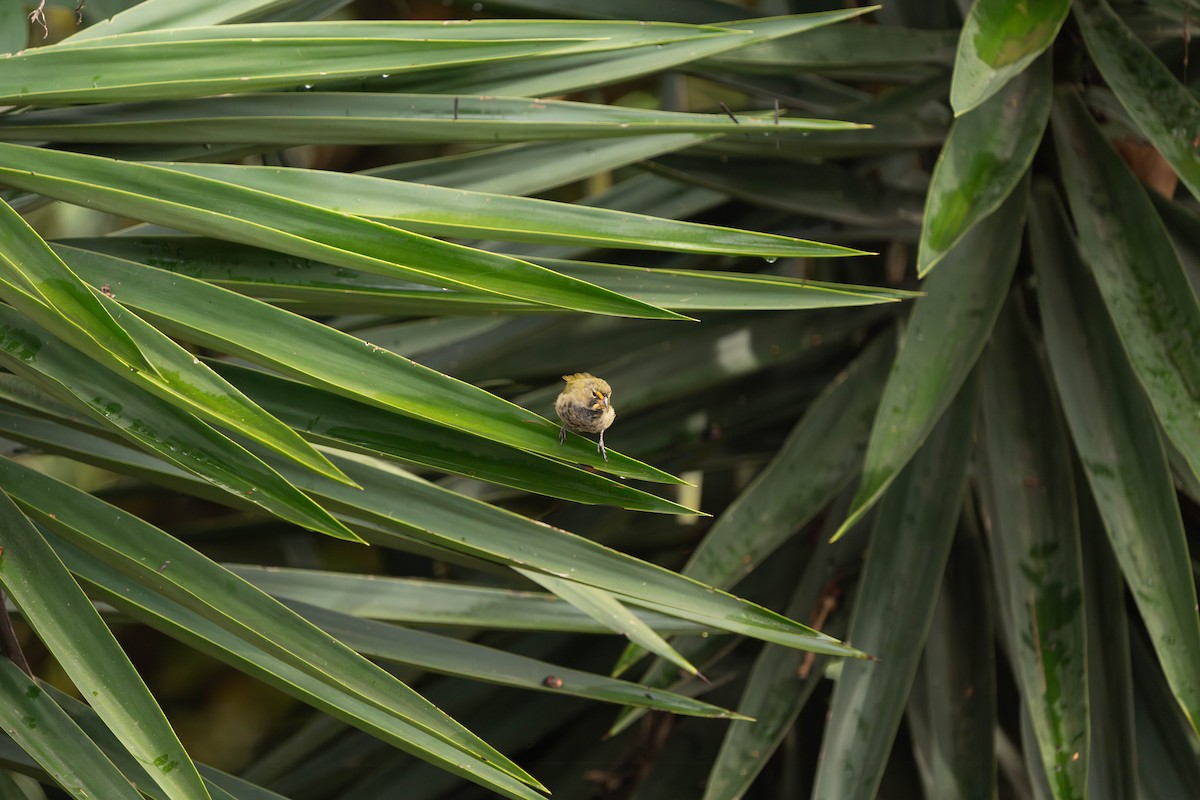 Yellow-faced Grassquit - ML643936159