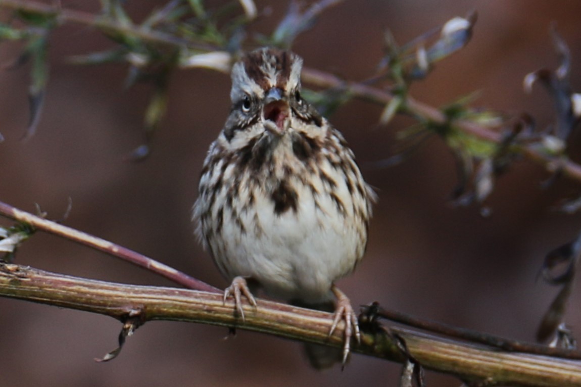 Song Sparrow - ML643936165