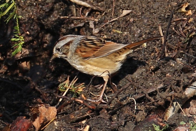 Swamp Sparrow - ML643936171