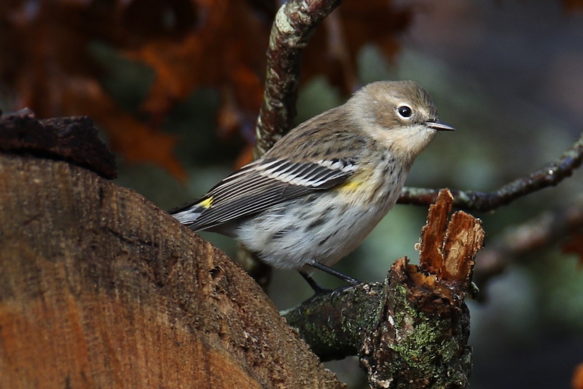 Yellow-rumped Warbler - ML643936174