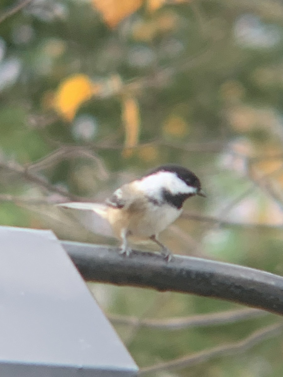 Mésange à tête noire - ML643936189
