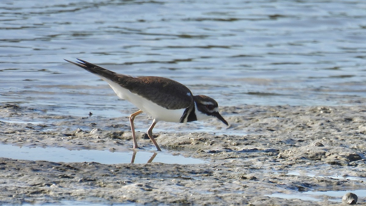 Killdeer - ML643936193