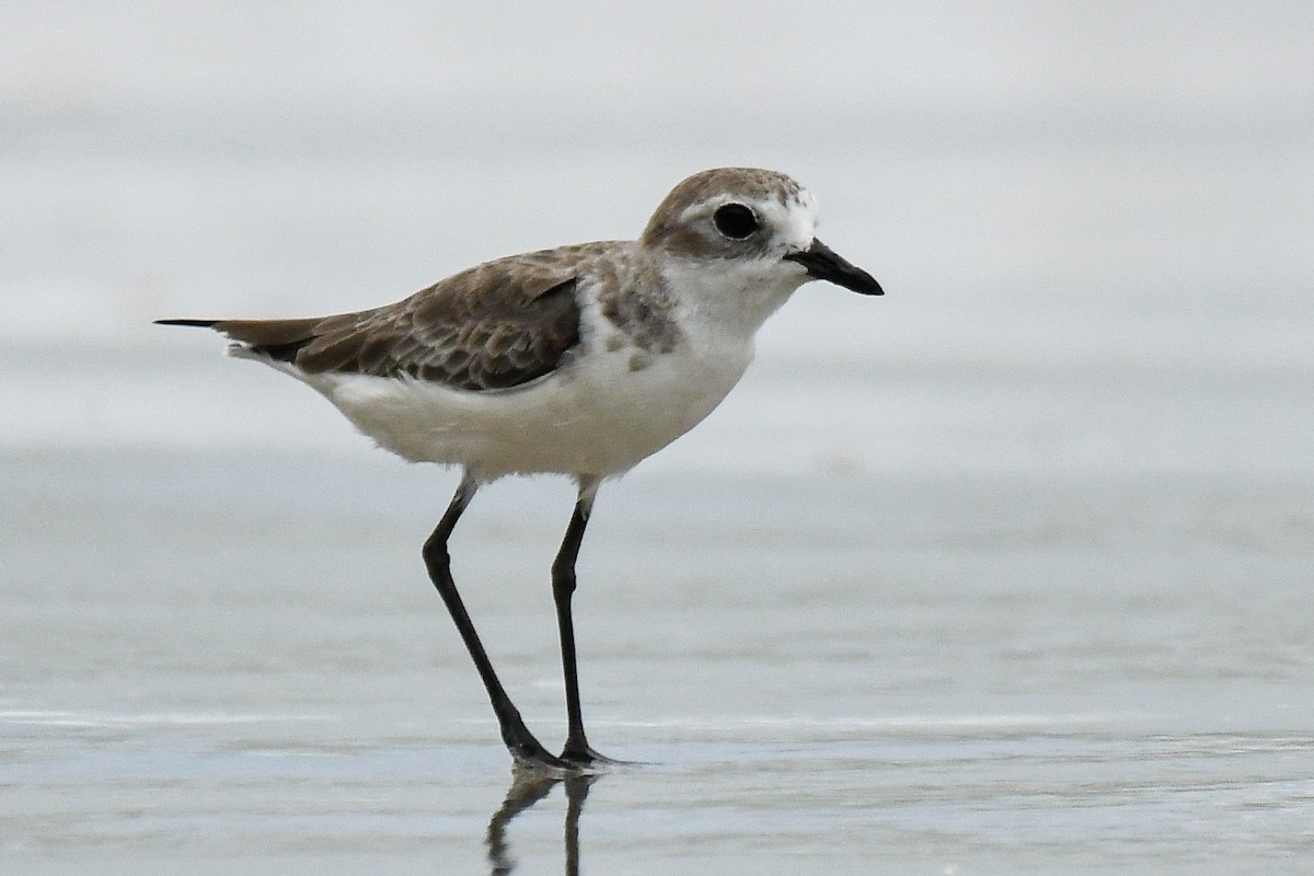 メダイチドリ／チベットメダイチドリ - ML643936195