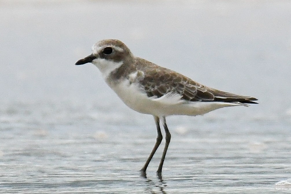 メダイチドリ／チベットメダイチドリ - ML643936196