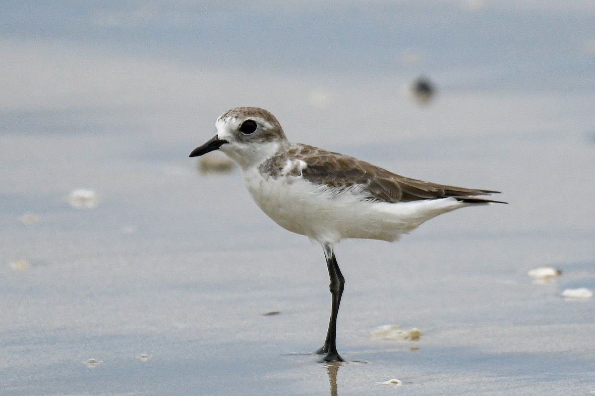 メダイチドリ／チベットメダイチドリ - ML643936197