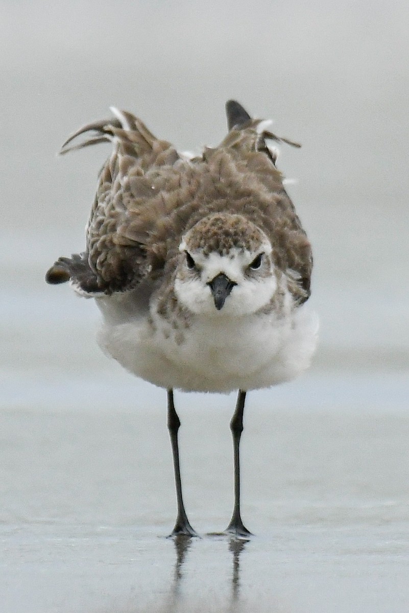 メダイチドリ／チベットメダイチドリ - ML643936198