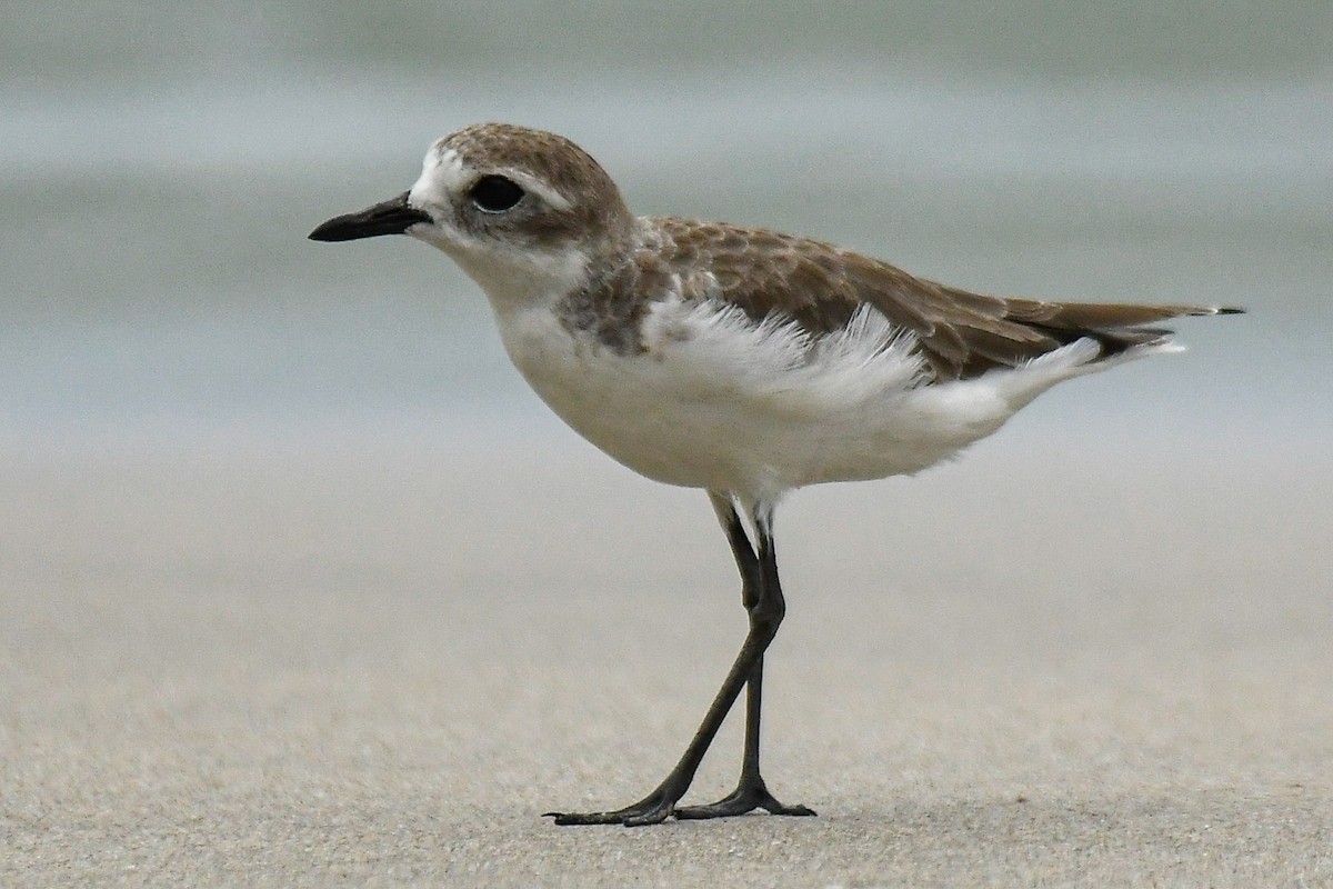 メダイチドリ／チベットメダイチドリ - ML643936199