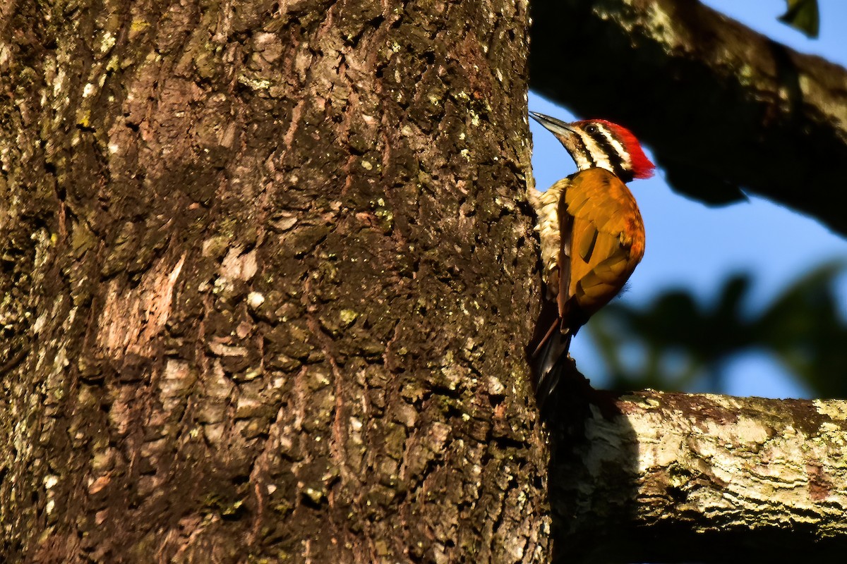 Common Flameback - ML643936204