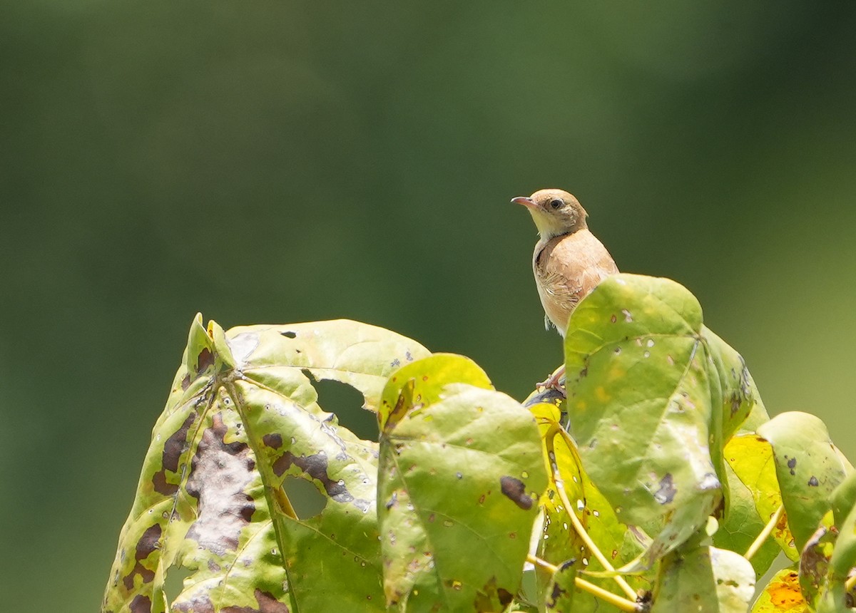 Foxy Cisticola - ML643936205