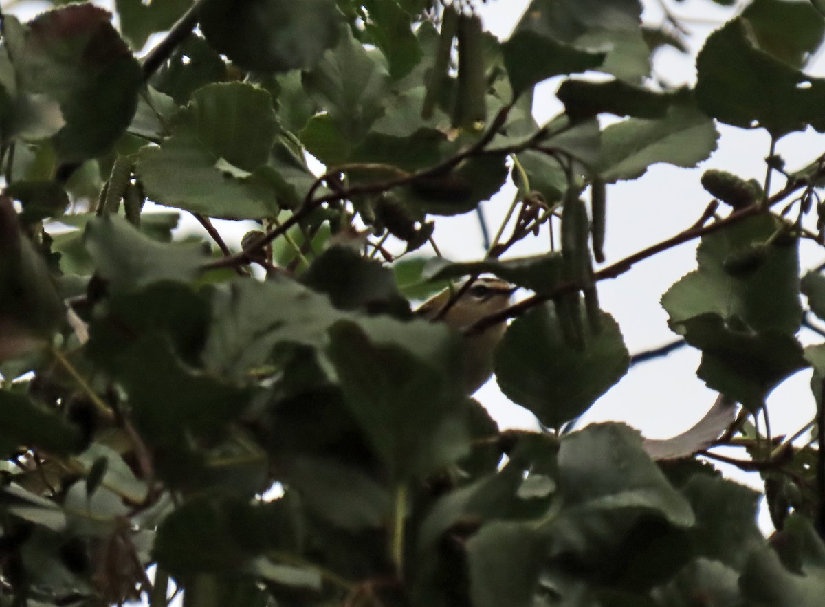 Common Firecrest - ML643936210