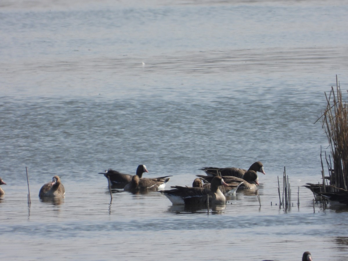 Küçük Sakarca - ML643936220