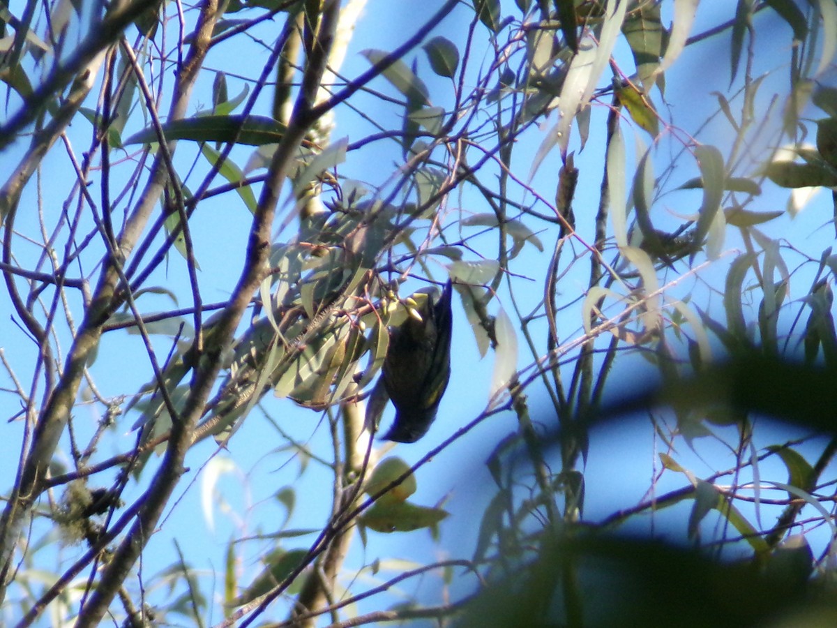 Golden-chevroned Tanager - ML643936222