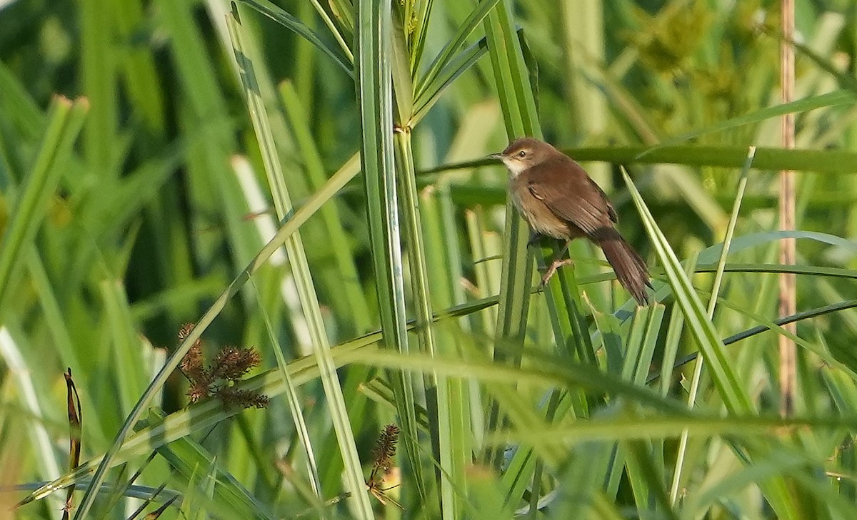 Highland Rush Warbler - ML643936229