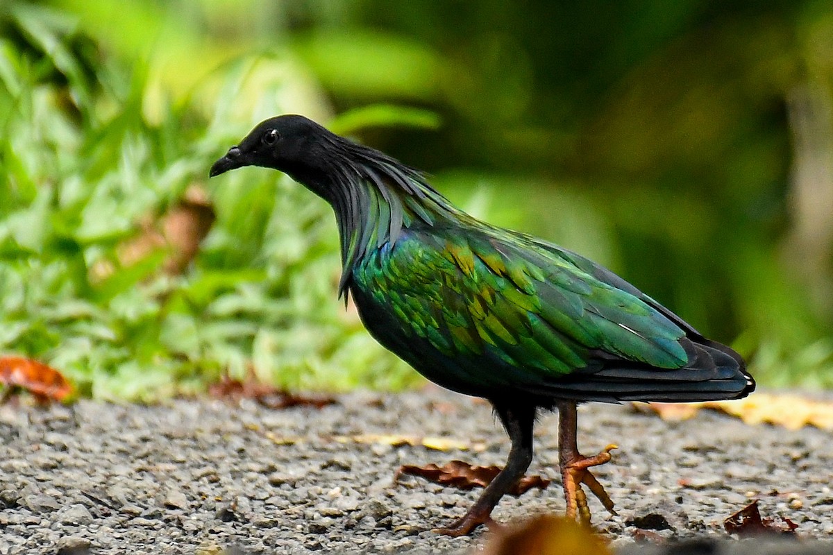 Голуб гривастий - ML643936234