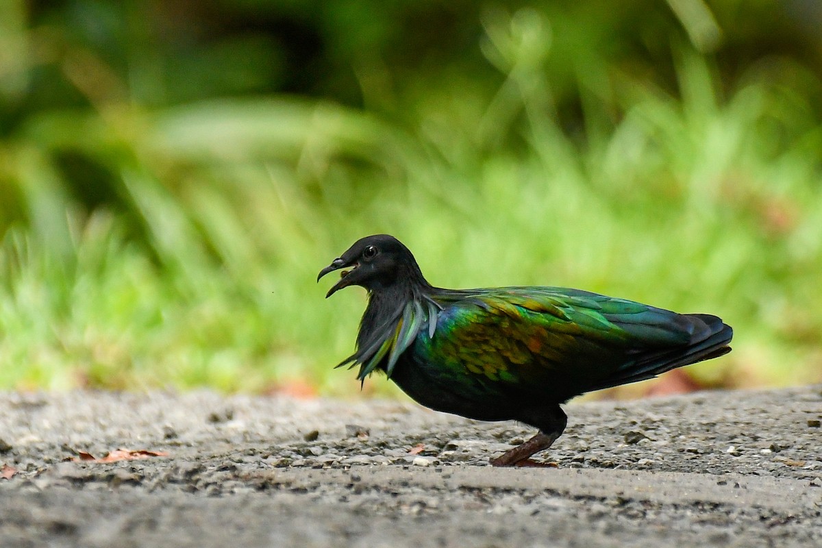 Голуб гривастий - ML643936235