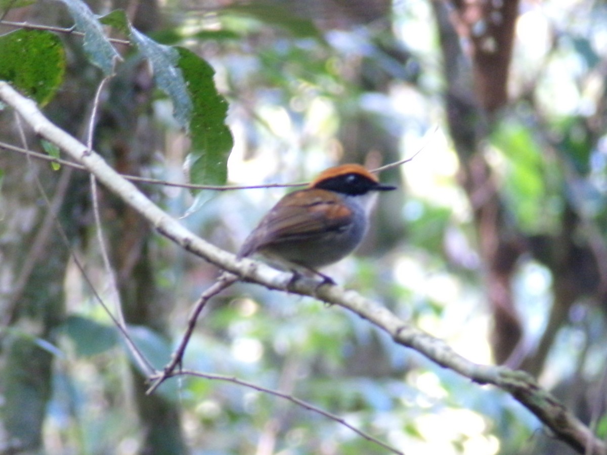 Black-cheeked Gnateater - ML643936247