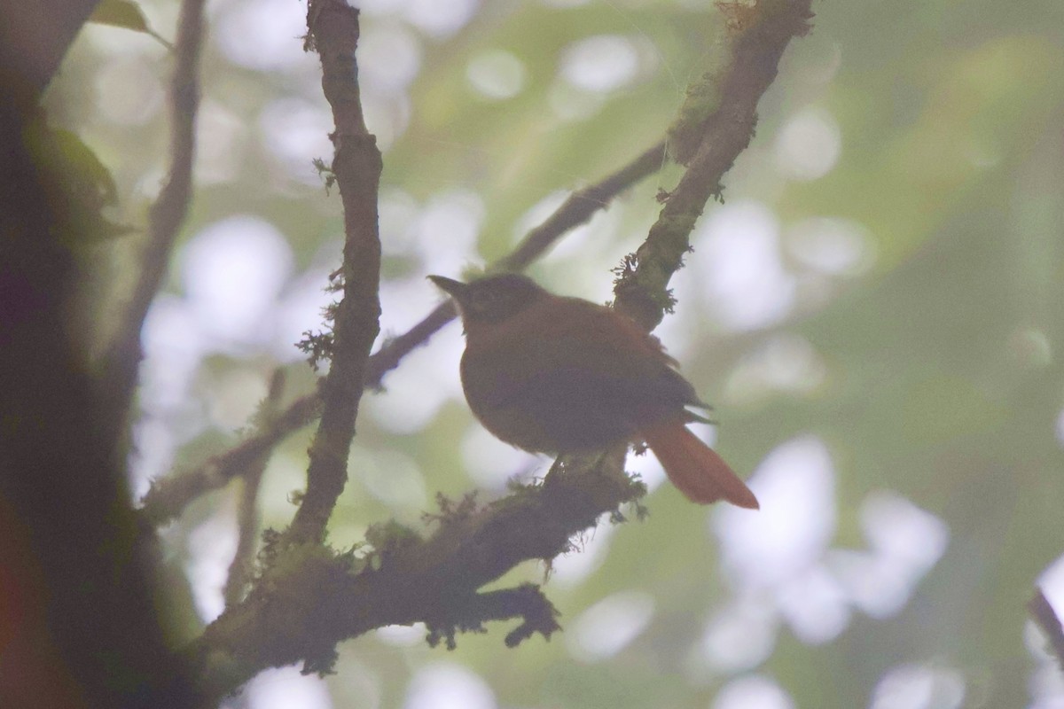 Montane Foliage-gleaner - ML643936268