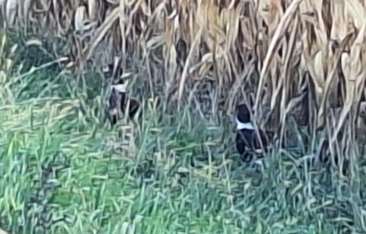 Ring-necked Pheasant - ML643936299