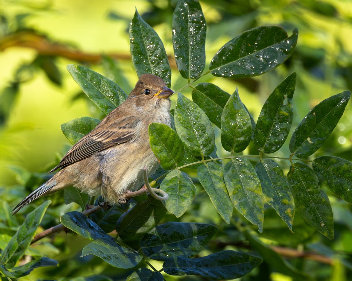 Indigo Bunting - ML643936301