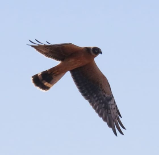 Pallid Harrier - ML643936315