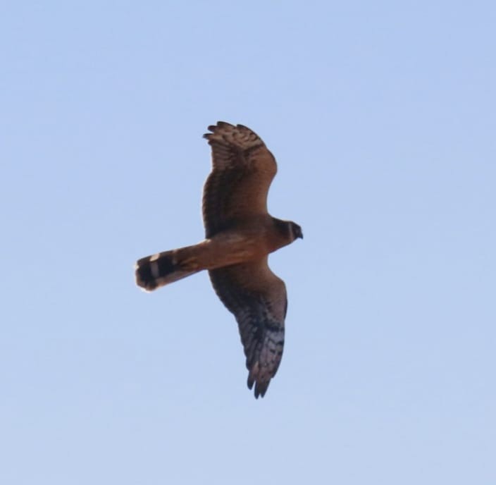 Pallid Harrier - ML643936317