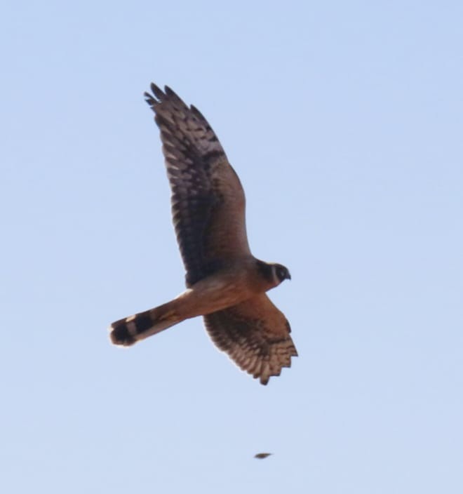 Pallid Harrier - ML643936318