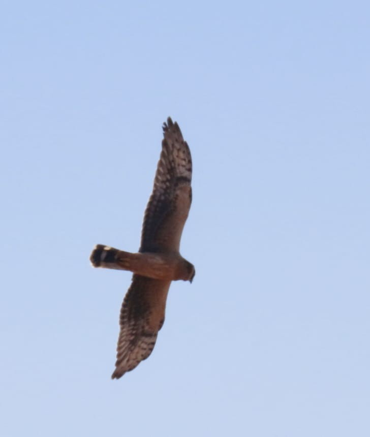 Pallid Harrier - ML643936320