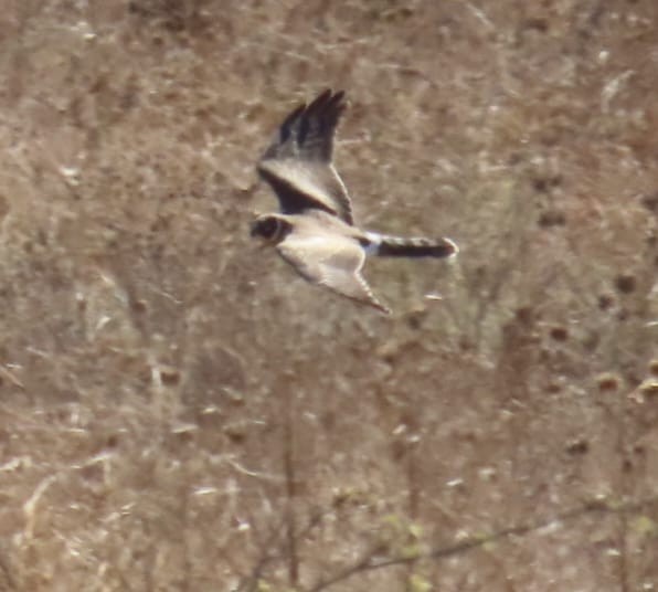 Pallid Harrier - ML643936322